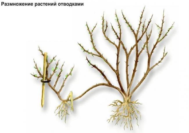 Как размножаются бактерии?