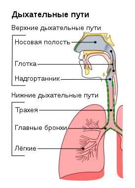 Ларингит: виды, симптомы, лечение, профилактика